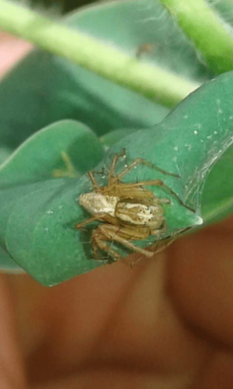 Oxyopidae : Oxyopes sp.?